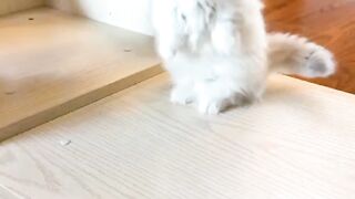 Cute Cat Funny Moments That Will Make You Smile