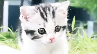Discover the Beauty of Cats: A Photographic Journey