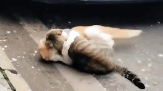 Adorable Cat Fight: Witness the Cutest Feline Battle