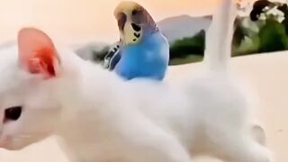 Hilarious Moments: Funny Cat Enjoying Life to the Fullest
