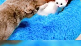 Cat funny video ????