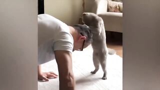 Pet's Pranks