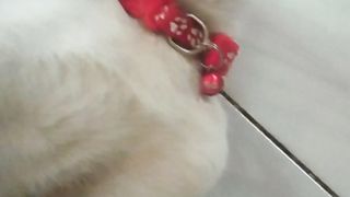 playing with the white cat