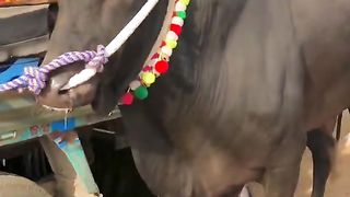 Fatehjangi Bulls