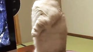 Cat surprised by computer disk opening
