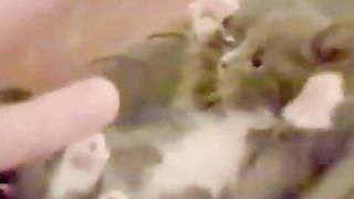 kitten spreading its arms