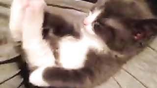 kitten stretching legs