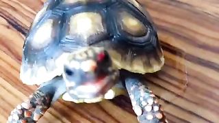 turtle eating strawberry