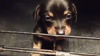 Puppy with a cute voice