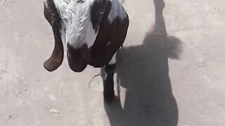 Goat ???? son