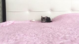 Kitten being dramatic ???? _ Kitten attack _ Cat Attack _ vicious predator!!!.