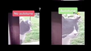 Wha Wha Cat No Autotune & Autotune edit