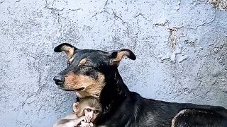 Dogs love monkey