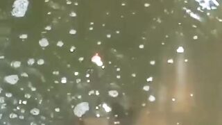Goldfish in a container