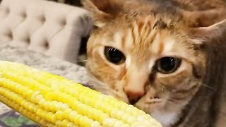 Hilarious Compilation of Cute Kittens