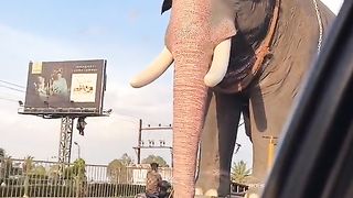 Great view | Gaint Elephant | nature lover