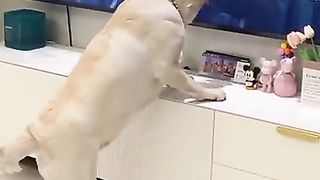 Adorable ???? Dog spaceX #KindnessIsCool