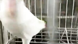 Albino Red Eyes