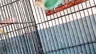 Love Birds 3