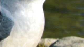 Most Beautiful Birds 33 | Nature Beauty | shortvideo | Febspot