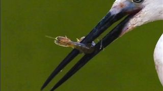 Most Beautiful Birds 34 | Relaxing Mind Video | Nature Video | shortsvideo | Febspot