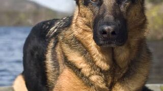 smart dog Funny video