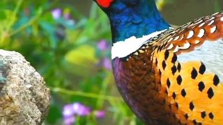 Most Beautiful Birds 35 | Our Planet Beauty | Earth Beauty | shorts #febspot