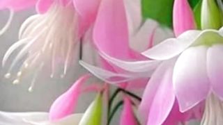 Beautiful Flowers 4