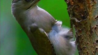 Most Beautiful Birds 37 | Relaxation | 4K Nature | Amazing Scenery | shortsvideo