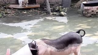 This little pig is so naughty, he asked for a name in the comment area, and almost misunderstood th