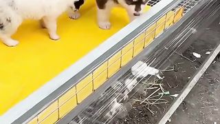 Help fans find good dogs, cute pets, and dog pets