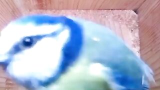 A home گھر تو گھر ہو تا