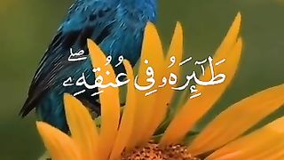 Subhan Allah 41
