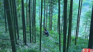 Bamboo Sofa竹沙发 _ 为生活添一抹淡雅绿意_用砍下的竹子制些物件儿 _Mhubs channel(360P)_1.5x