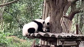 funny panda 3