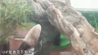funny panda 4