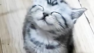 fanny cats fanny cats