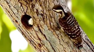 Snake Sneaky Steal Adorable Baby Bird From Nest, Mother Attack Snake Madly To Protect Her Child