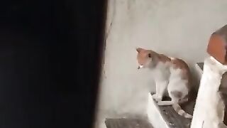 I dare you not to laugh because of this cat.