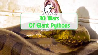 30 Stupid Moments When Python Tried To Swallow A Hedgehog And Was Stabbed By The Hedgehog
