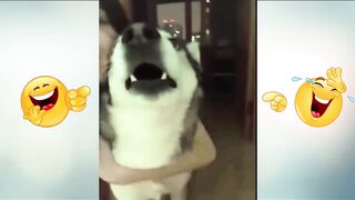 Funniest Cats And Dogs
