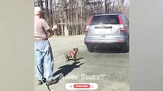 Funny cat videos ???? Funny dogs ???? Funny animal videos 2022