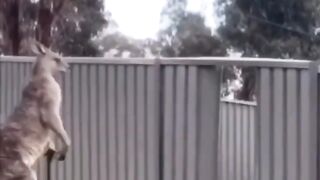 Try not to laugh 2022 |Funny Animals | Naughty Animal #funnyvideo #funny #animals #viral #shorts