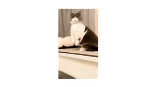 Funny animal videos