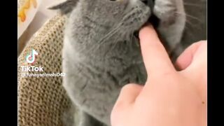 best funny,cute,very beutiful animal videos