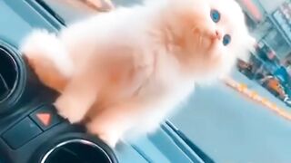best funny,cute,very beutiful animal videos
