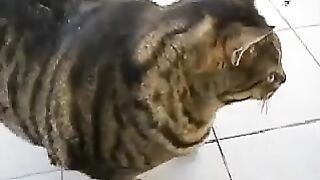 Fat Cat- Big Fat Cat- The Fat Cat