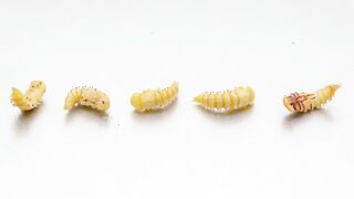 MEALWORMS VS WHOLE WATERMELO