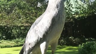 THIS IS THE SHOEBILL STORK BIRD, WORLD BIGGEST BIRD , #short. #new video #Animal #Viral videos #Ticktok #Ticktoka #Amazimn video