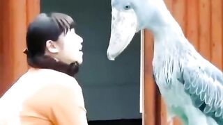 Balaeniceps rex   #Bird #short #viral #tick tock #new videos #funney videos